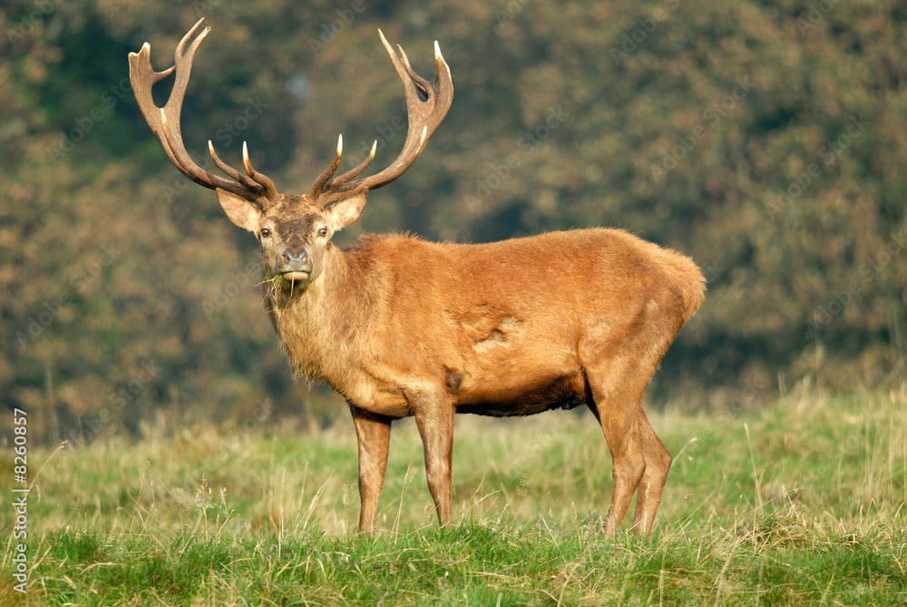 Red Deer Red Deer