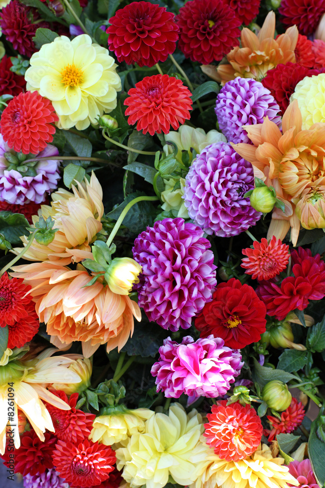 bouquet coloré bouquet coloré