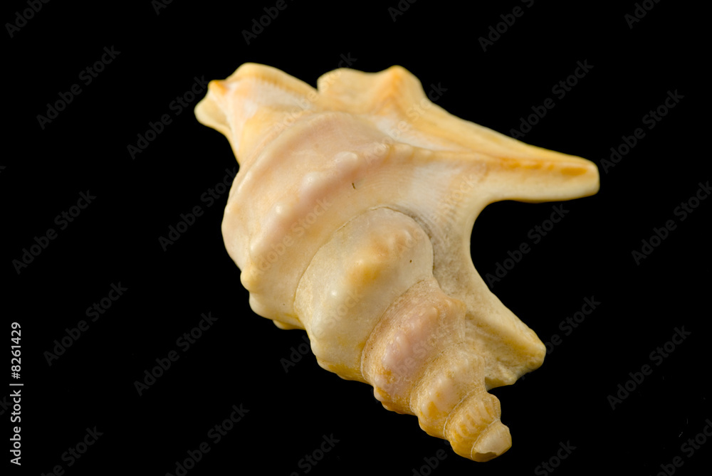shell shell