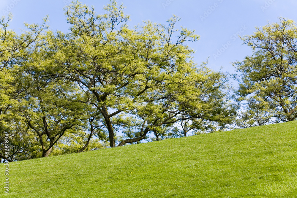 Green Lawn and tree