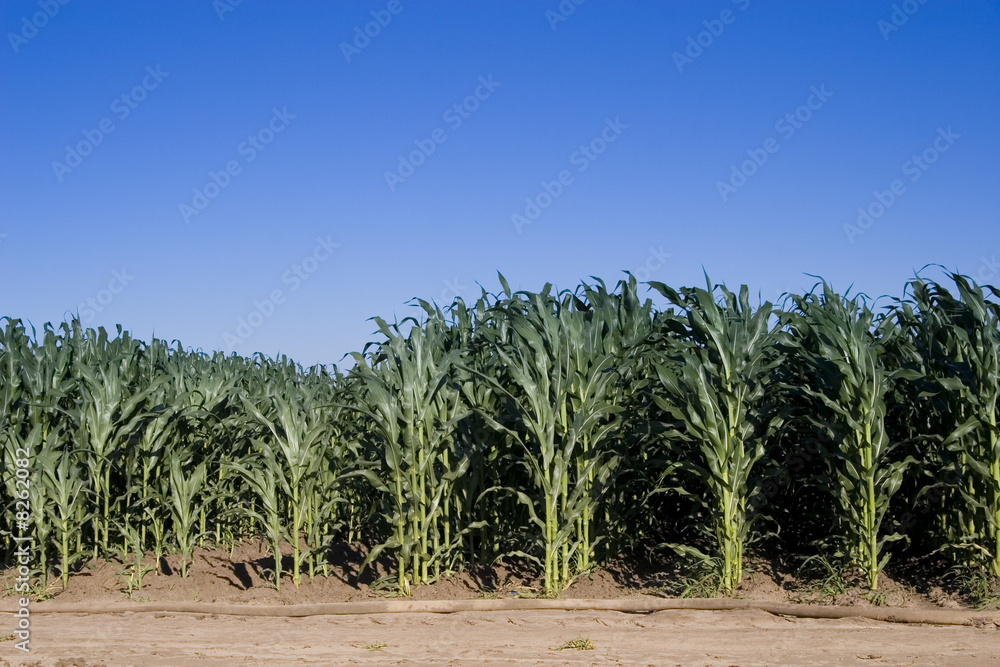 cornfield