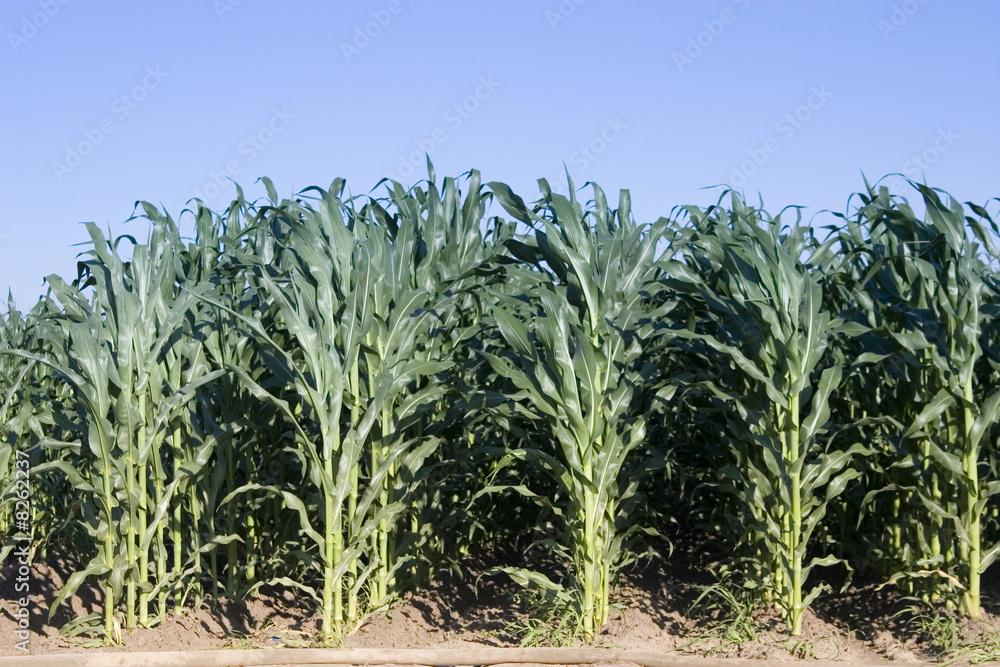 Obraz premium cornfield