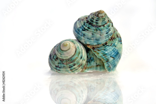 Two Shells.