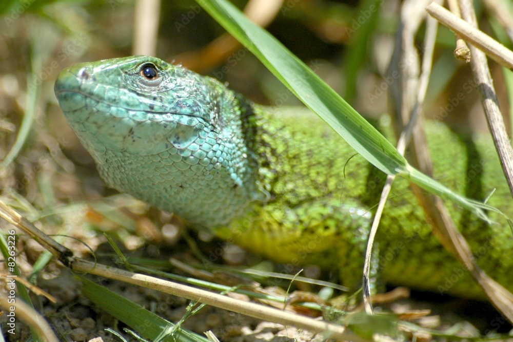 Naklejka premium lizard