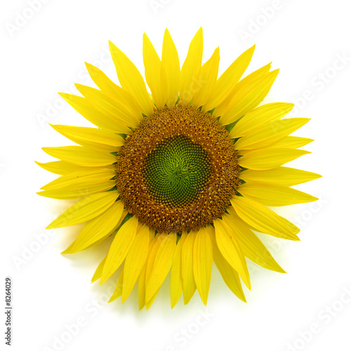 Sunflower flower isolated on white background