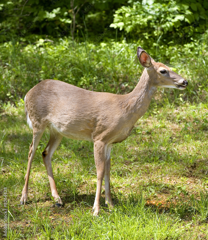 Fototapeta premium mid-day doe