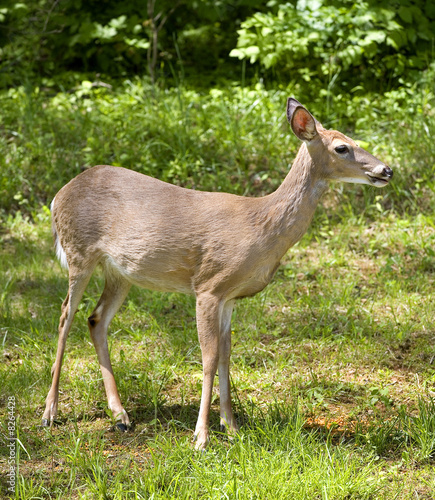 mid-day doe © Guy Sagi