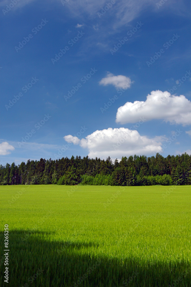 Fototapeta premium Summer countryside