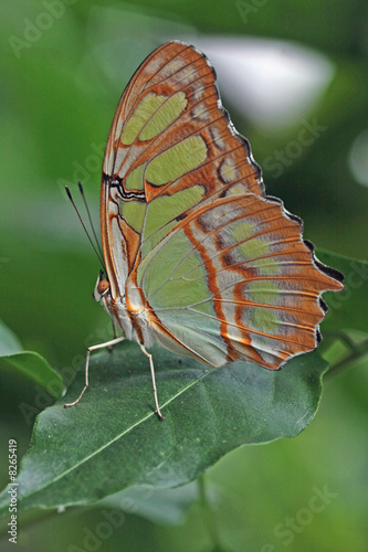 schmetterling