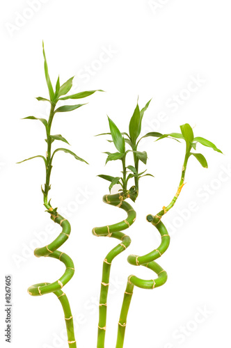 Bamboo branches isolated on the white background