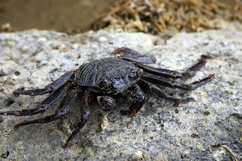 Aama Crab