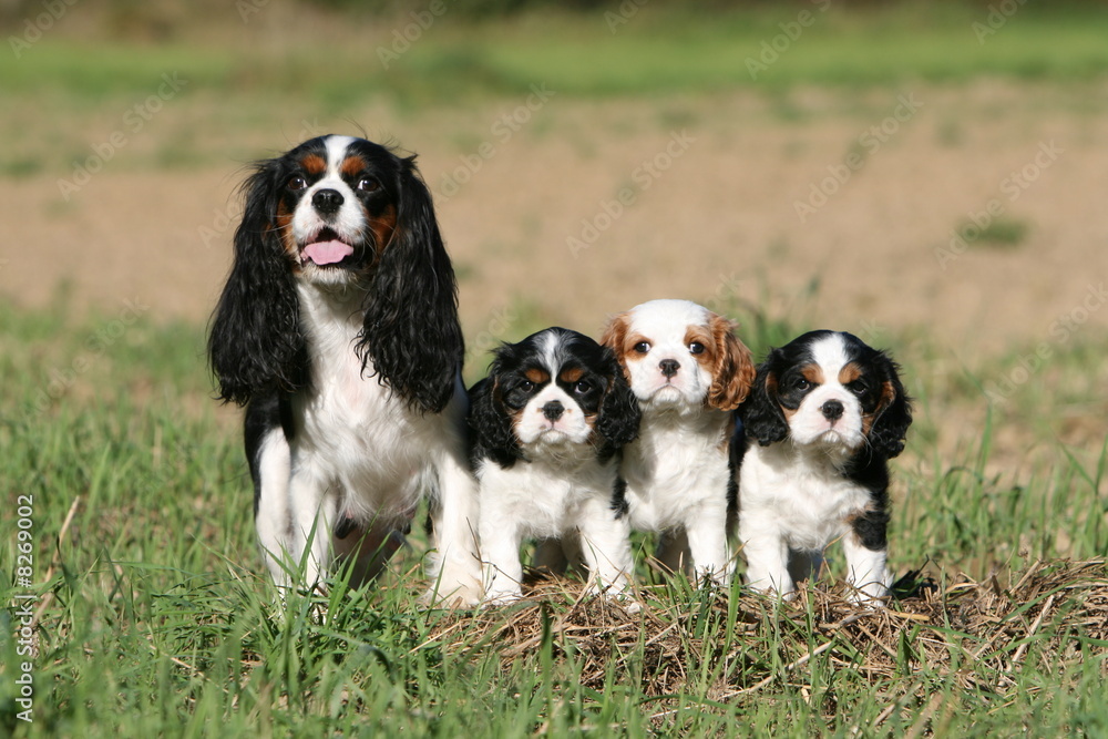 chienne et chiots Cavalier King Charles