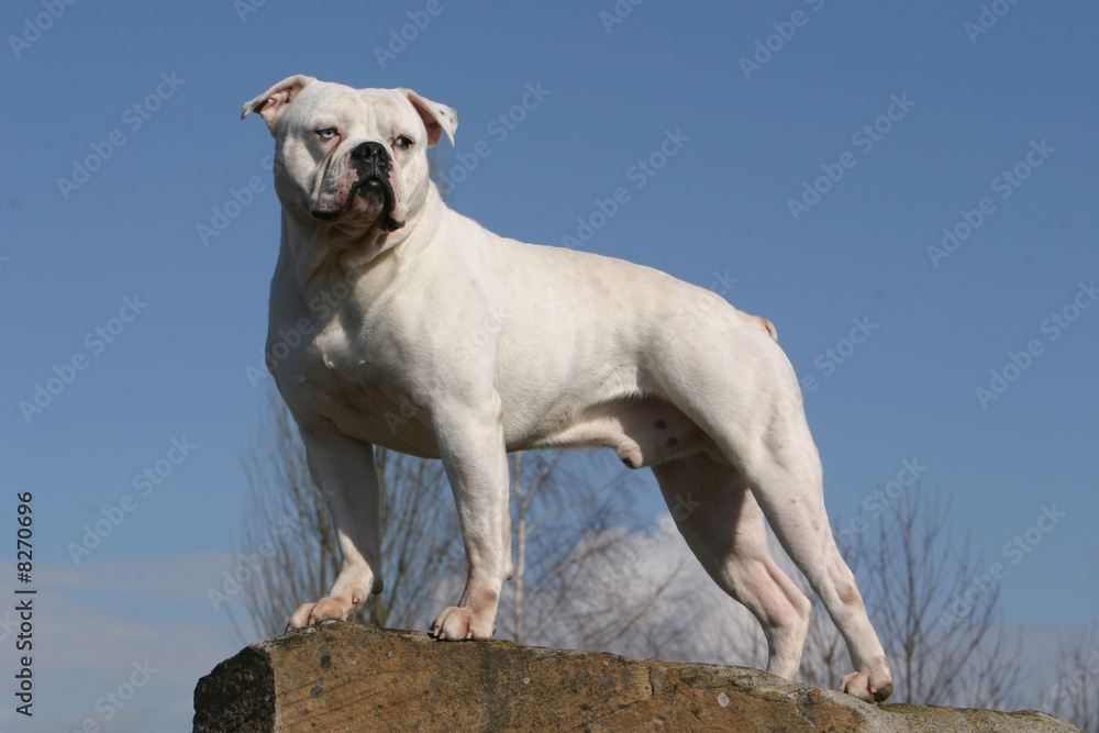 chien  Bulldog Américain