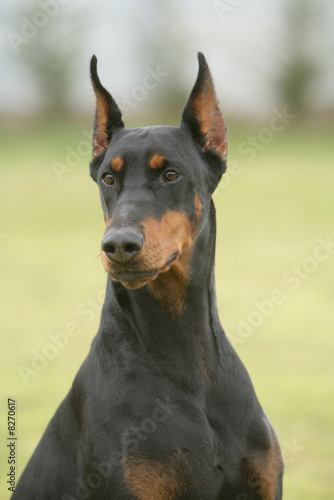 chien portrait coupé  Dobermann