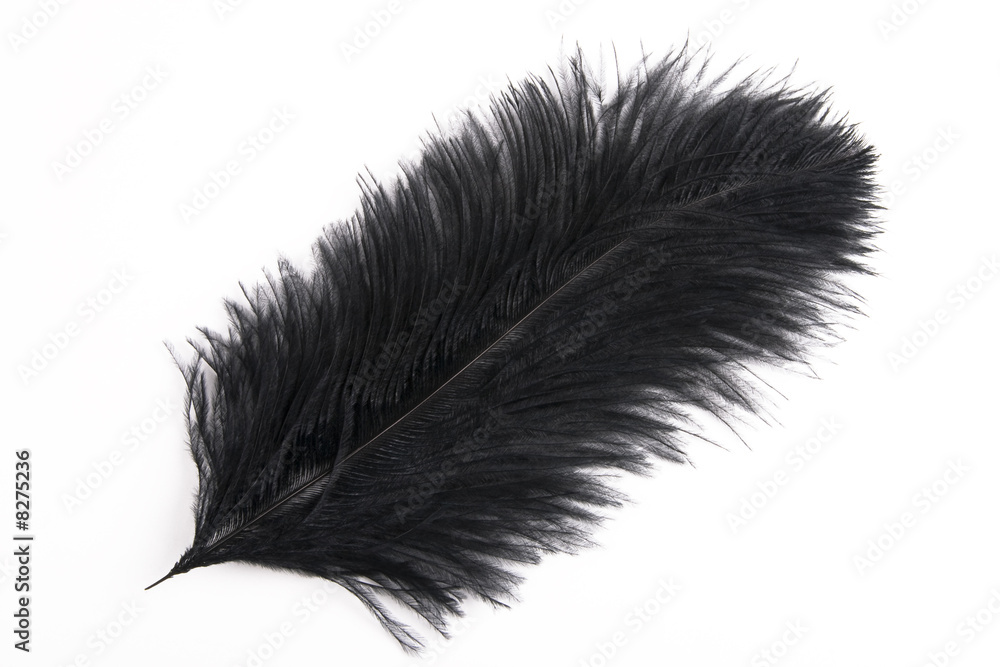 Obraz premium Black feather