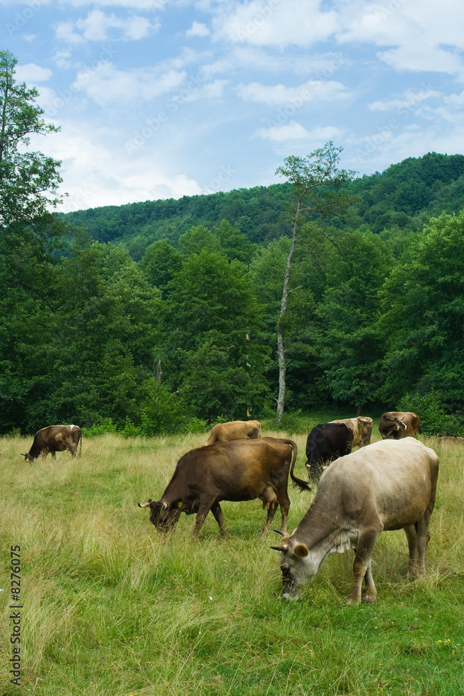 Cows grazing