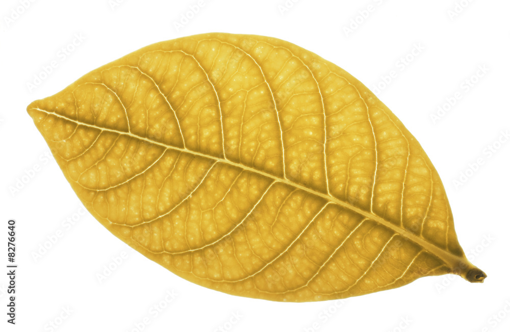 Gold Leaf Gold Leaf
