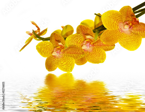 Orchid flower petals reflecting in water