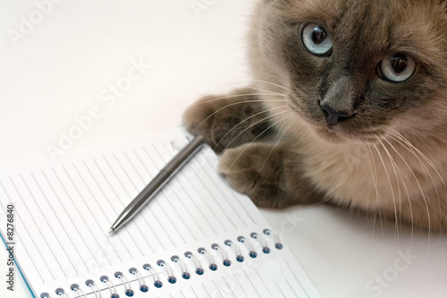 Cat, pen and blank open notepad