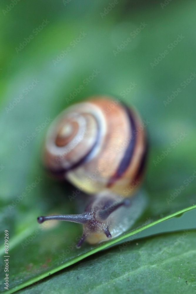 Schnecke