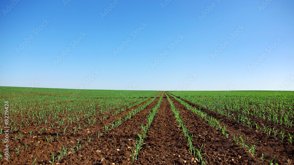 Field of young corn plants in the spring.