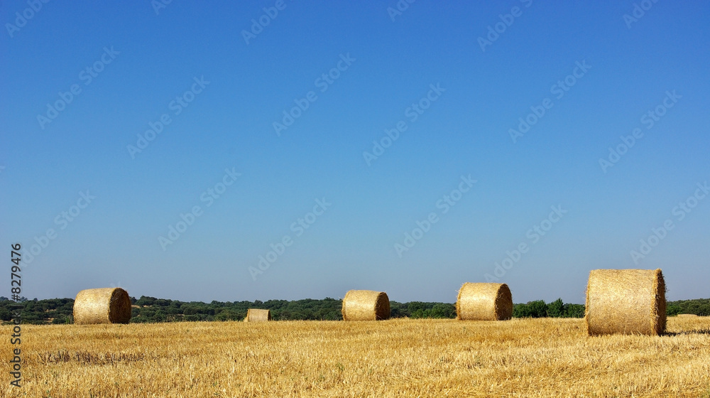 Fototapeta premium Hay bayle in the field of Alentejo region, Portugal.