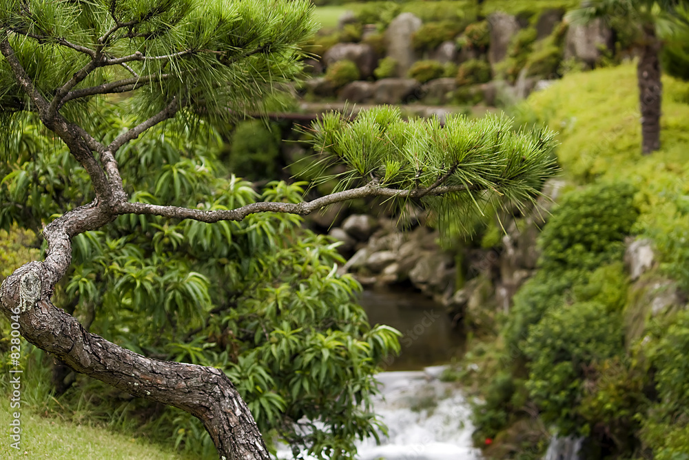 Fototapeta premium Koreatanne