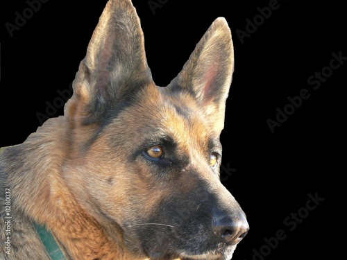 berger allemand