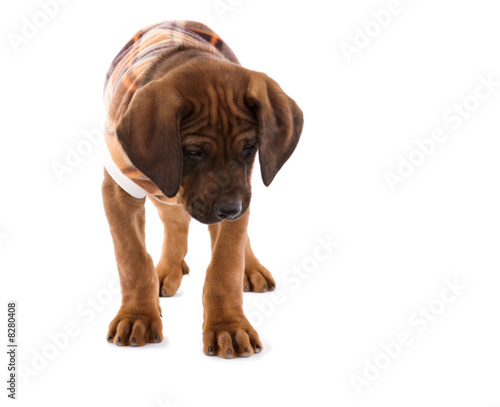 Rhodesian Ridgeback