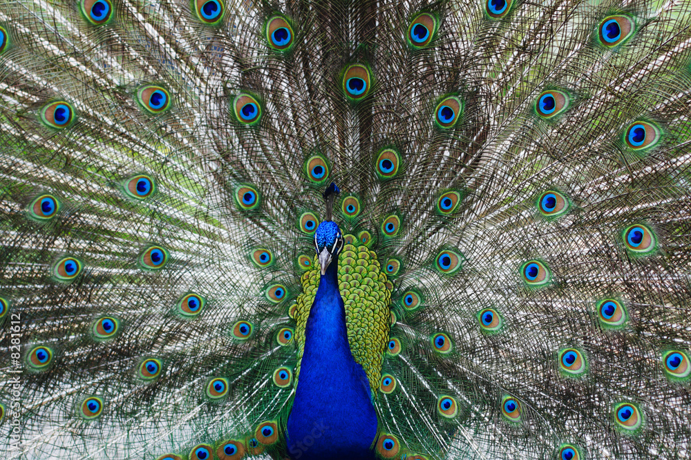 Fototapeta premium Peacock peafowl with his tail feathers