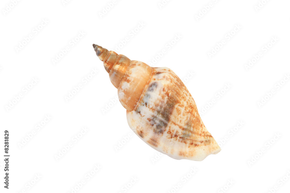 Sea Shell