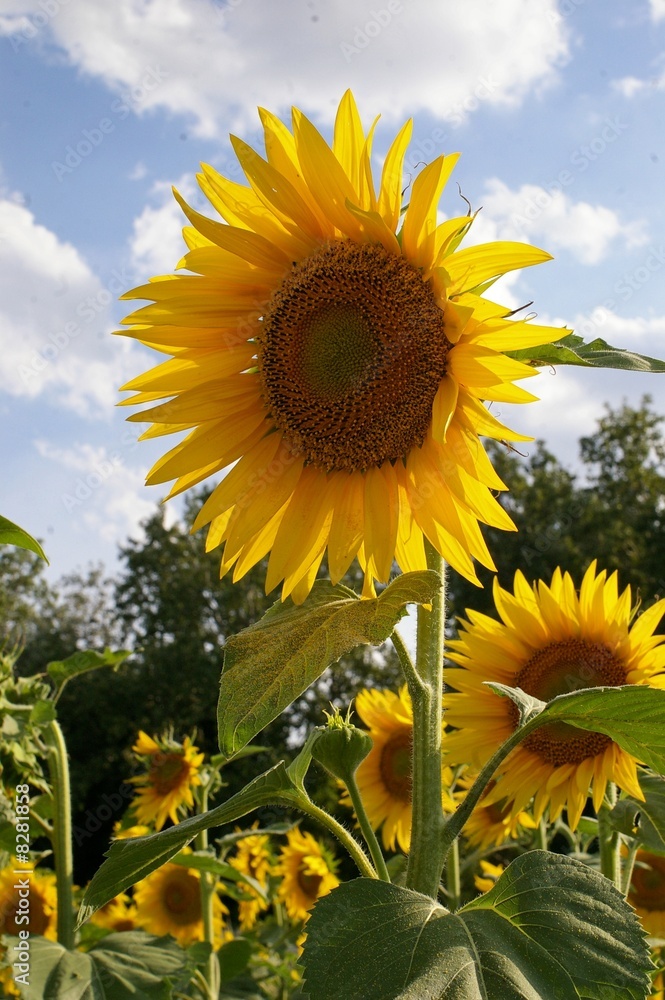 Naklejka premium tournesol