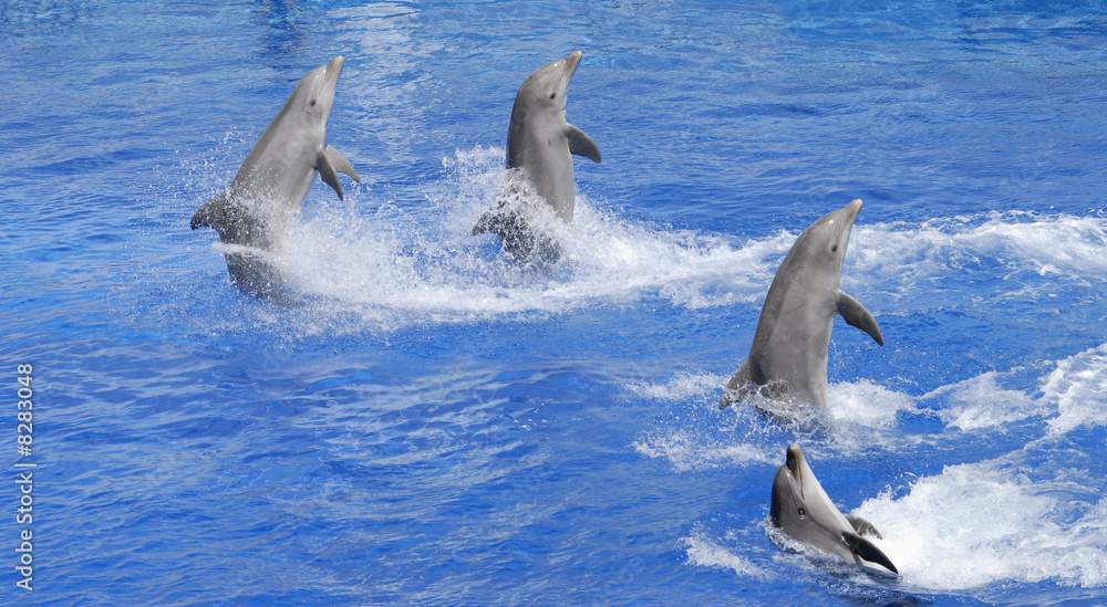 Fototapeta premium Delfini spettacolo