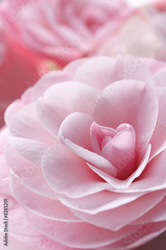 Canvas Print Pink Camellia