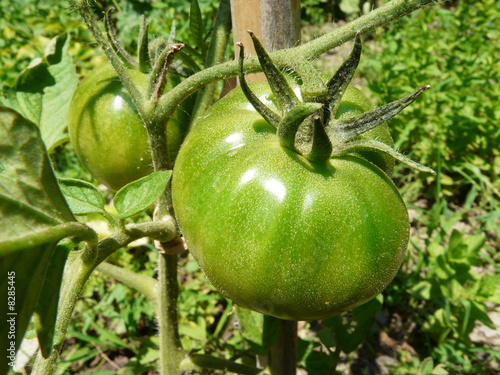 tomate verte photo