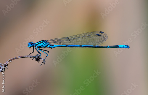 Blue damselfly