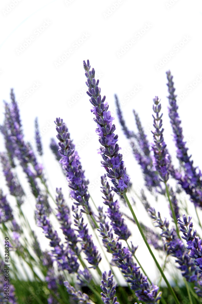 Naklejka premium Lavande