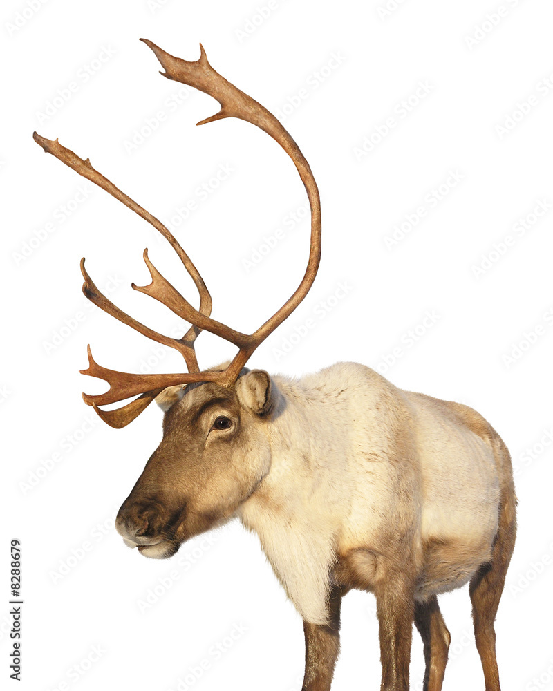 Caribou reindeer isolated looking at camera Stock Photo Adobe Stock
