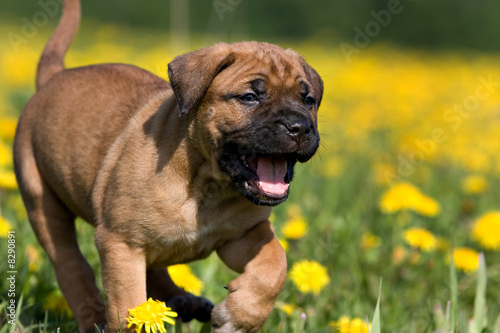 Dogo Canario puppy in yellow dandelions