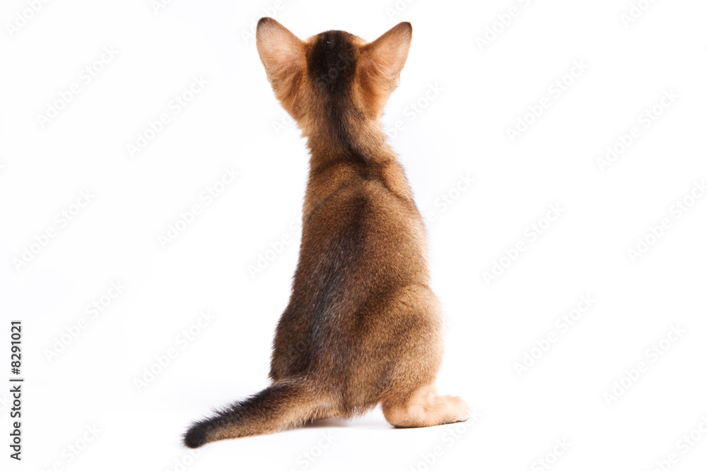 Obraz premium Abyssinian kitten on white background