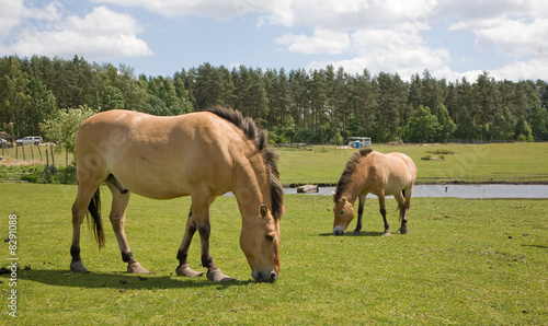 Przewalski Horse at captive breeding