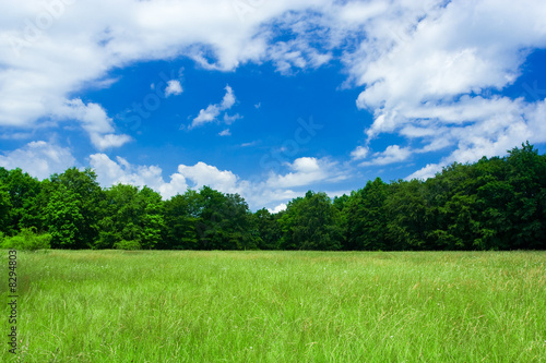 Landscape with forest and meadow under blue sky