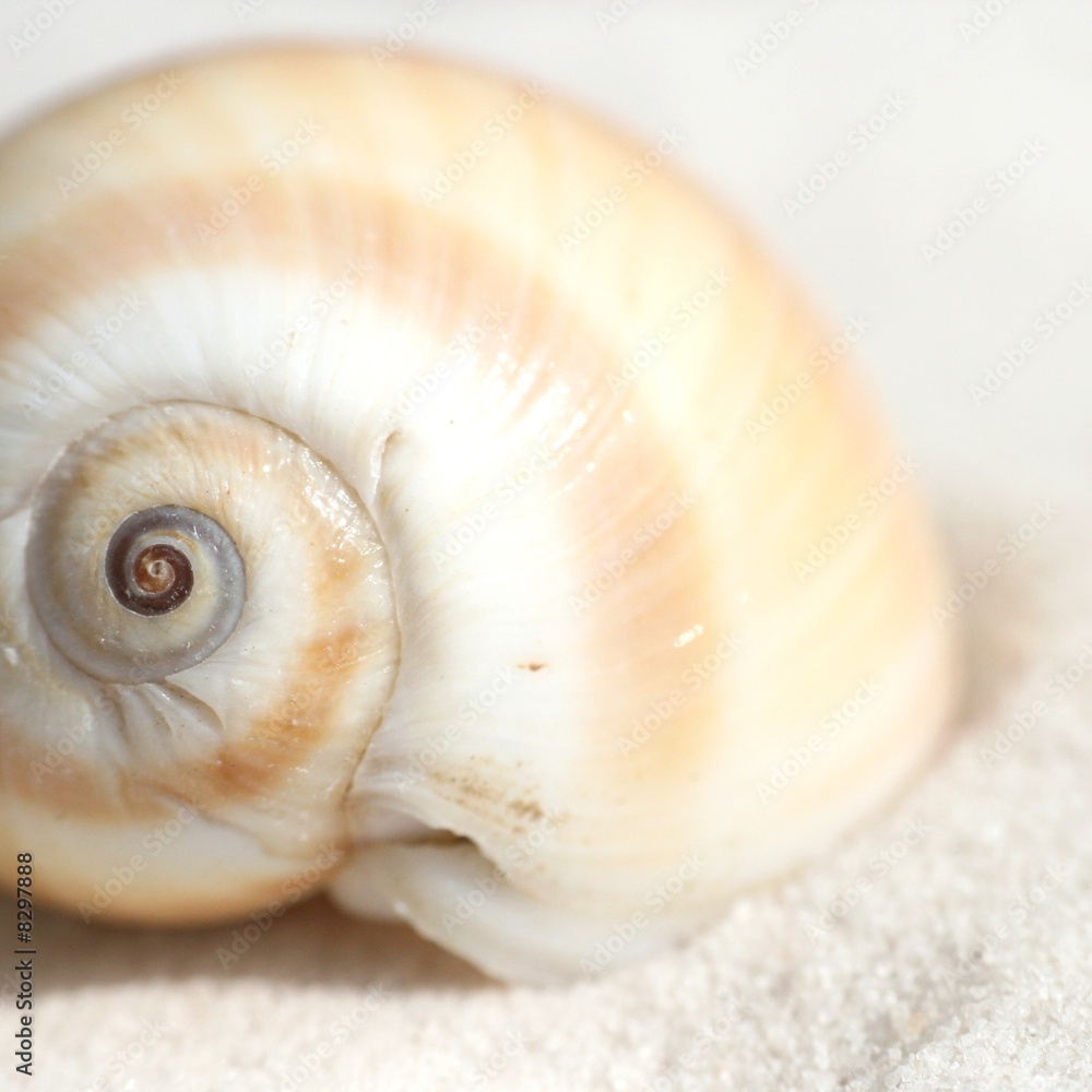 Detail of beautyful curved seashell on sand Detail of beautyful curved seashell on sand