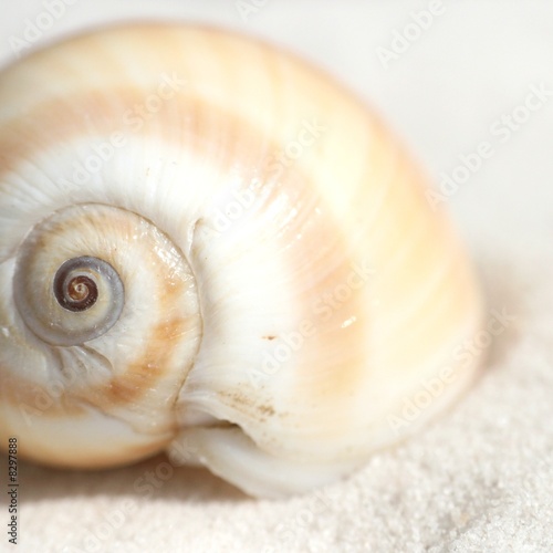 Detail of beautyful curved seashell on sand