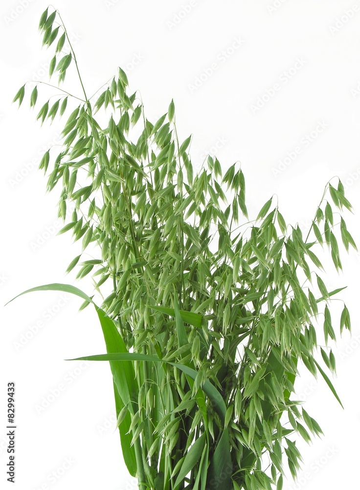 green oat corn ears