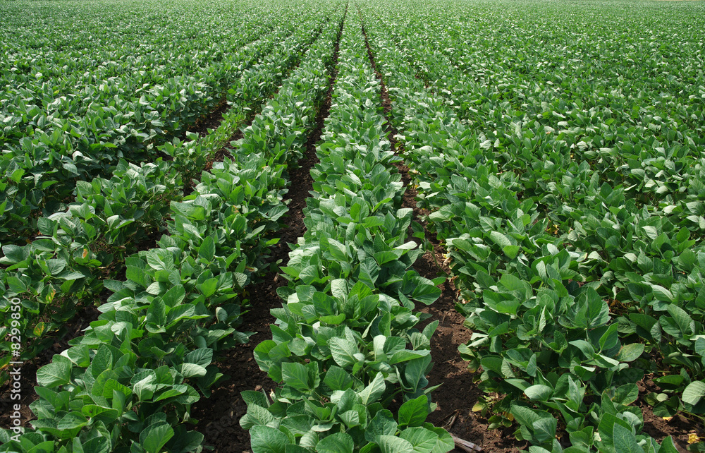 Soy field Soy field
