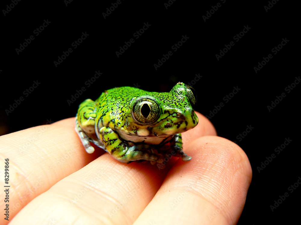 frog sitting on hand frog sitting on hand