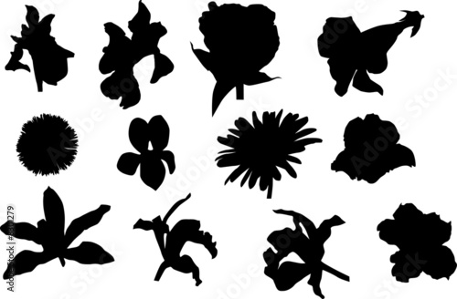 flowers silhouettes isolated on white