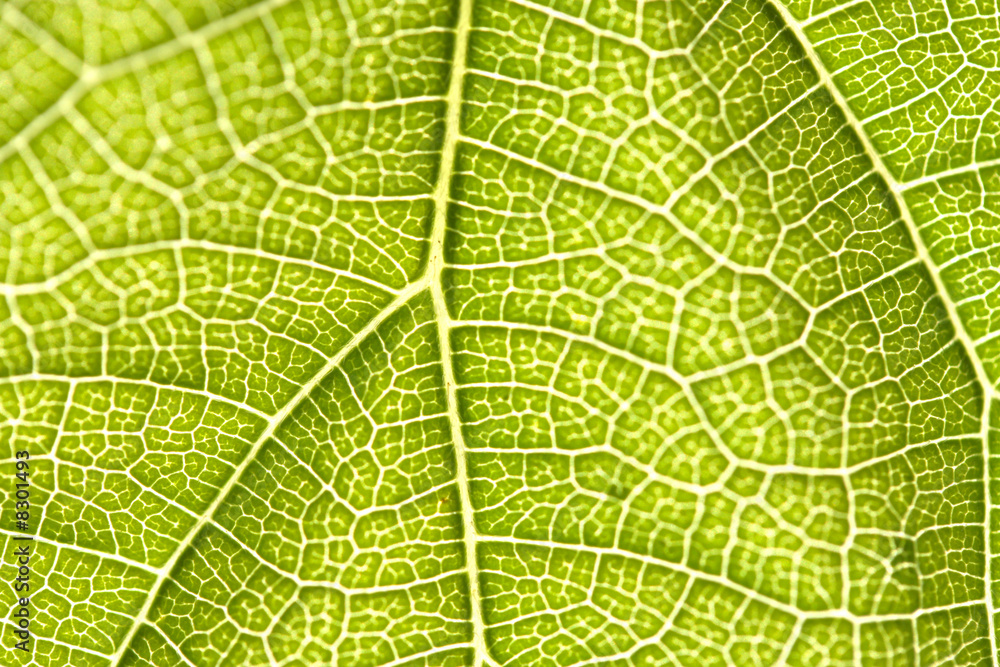 leaf leaf