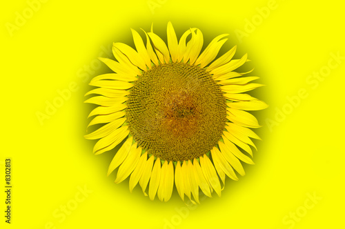 Fototapeta Naklejka Na Ścianę i Meble -  Gelbe Sonneblume